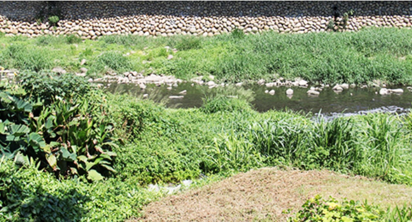 constructed floating wetland and vegetation buffer zone