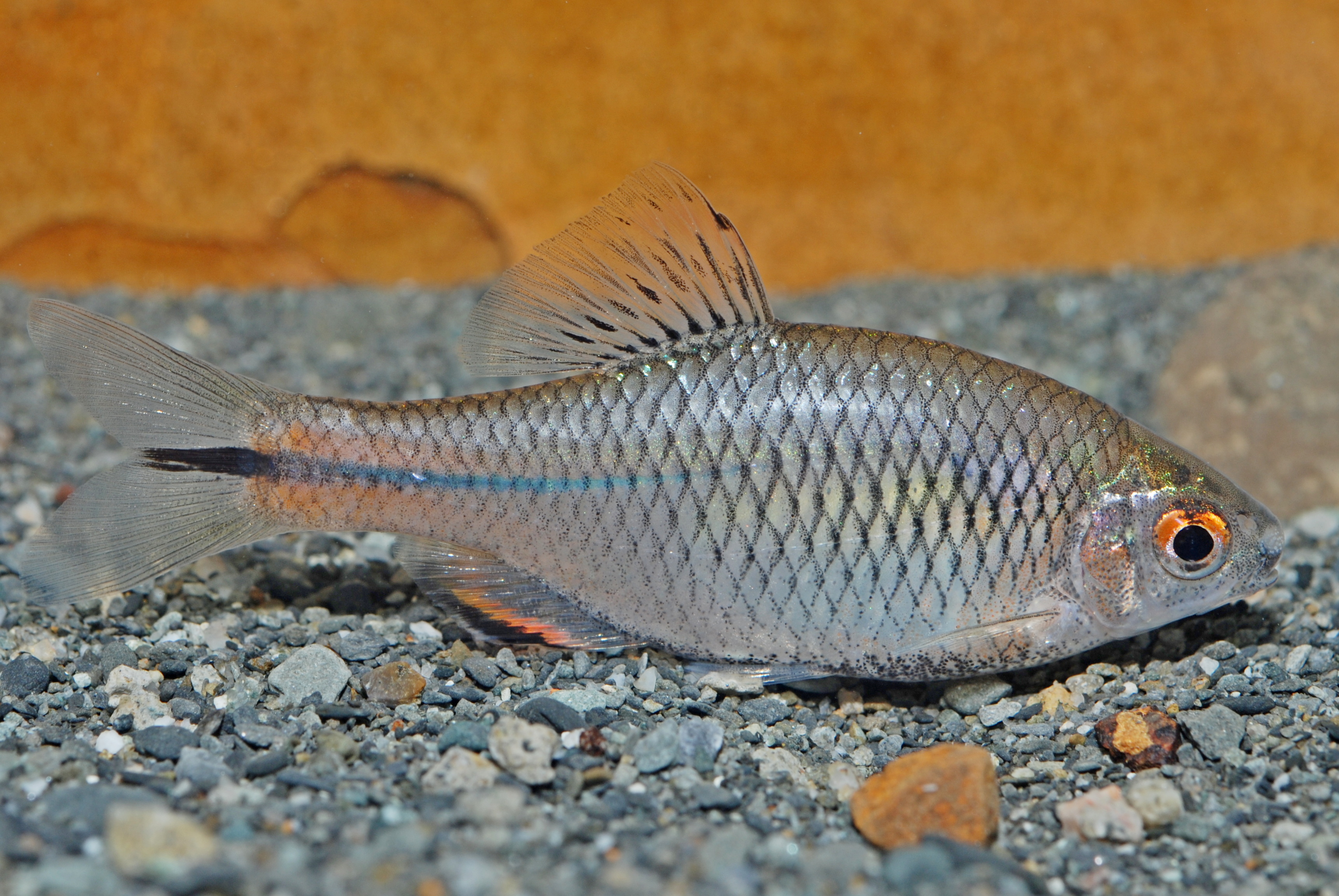 臺灣白甲魚