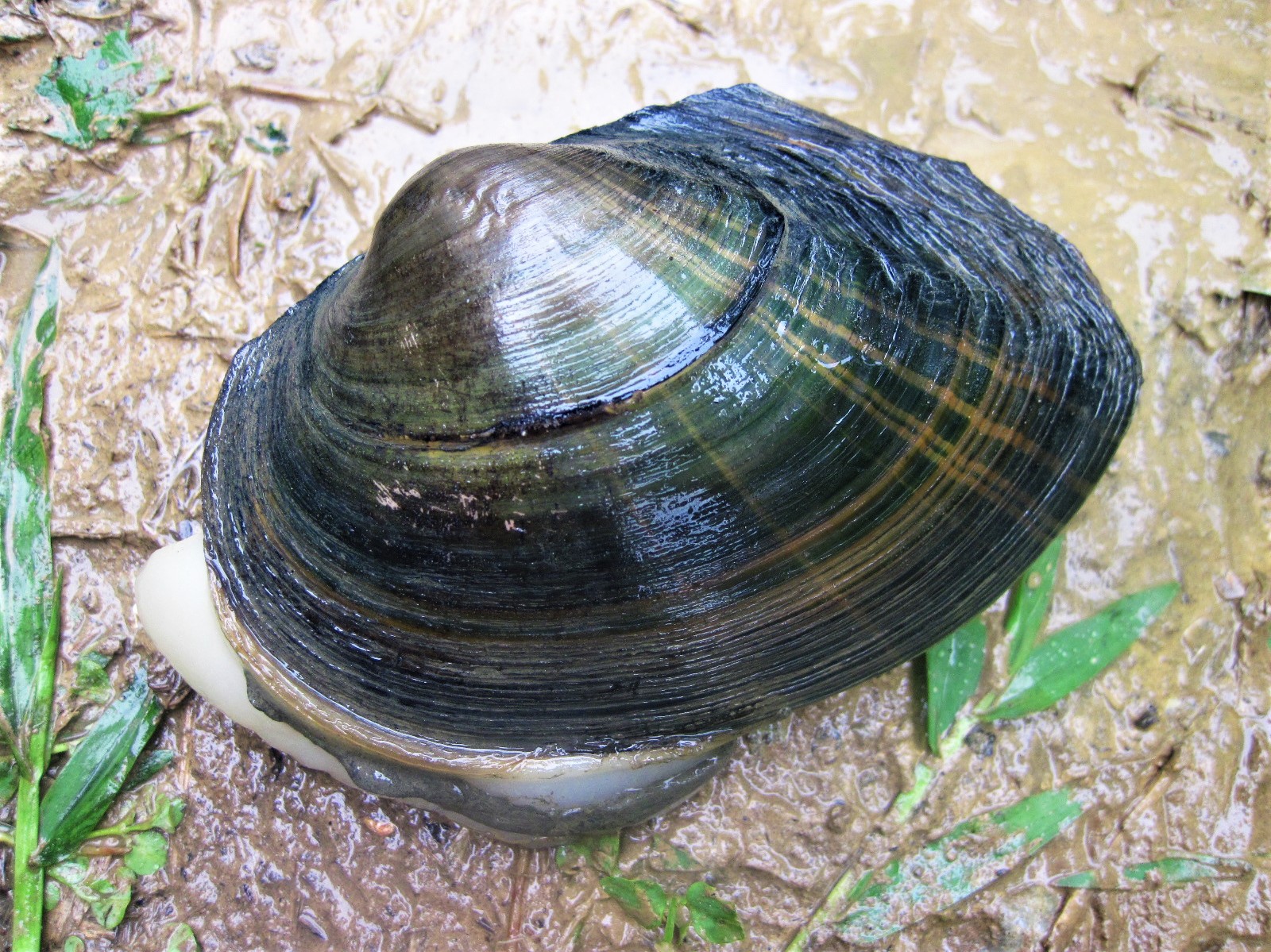 圓蚌常常為臺灣石鮒提供托育服務