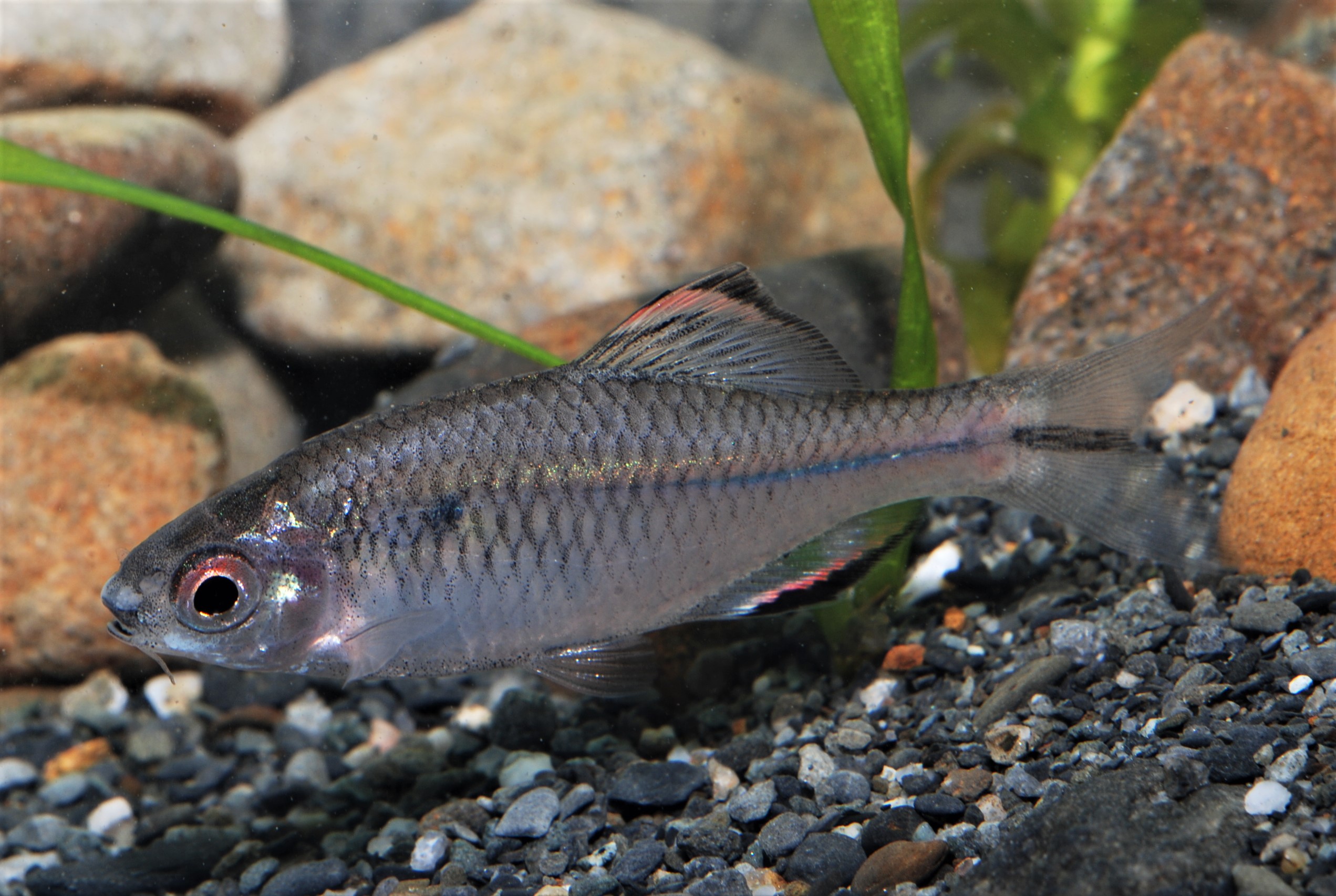臺灣石鮒是新虎尾溪中下游的代表性魚類