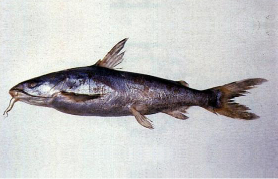 斑海鯰