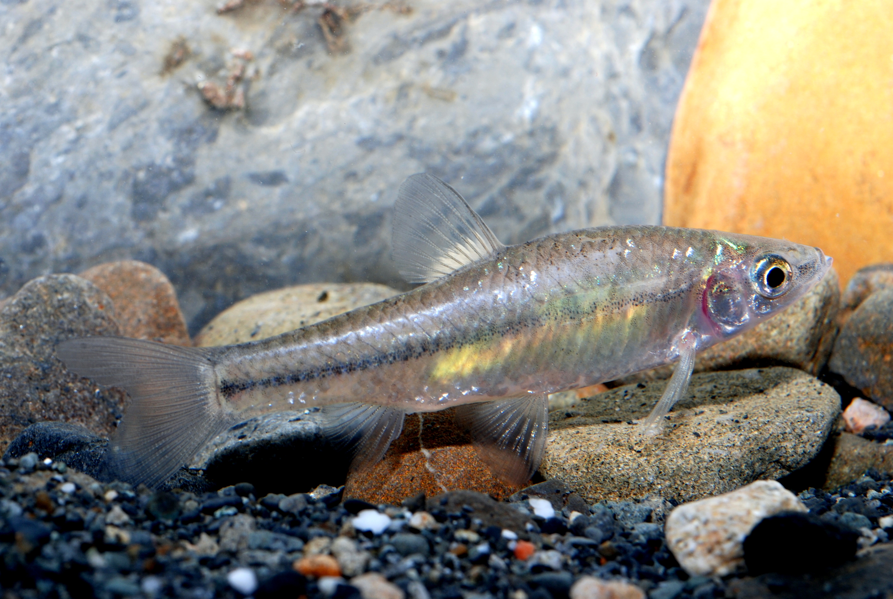 羅漢魚