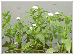 光冠水菊