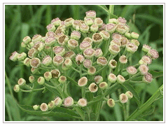 翼莖闊苞菊