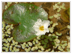 龍骨瓣莕菜