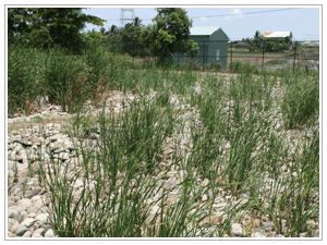 台南安順排水淨化工程，運用礫石與長苞香蒲組成地下流人工濕地