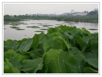 濕地種植芋