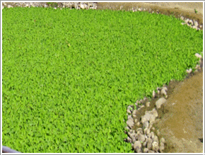 表面流人工濕地種植水芙蓉