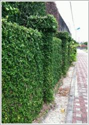 辟荔-場內圍牆綠化
