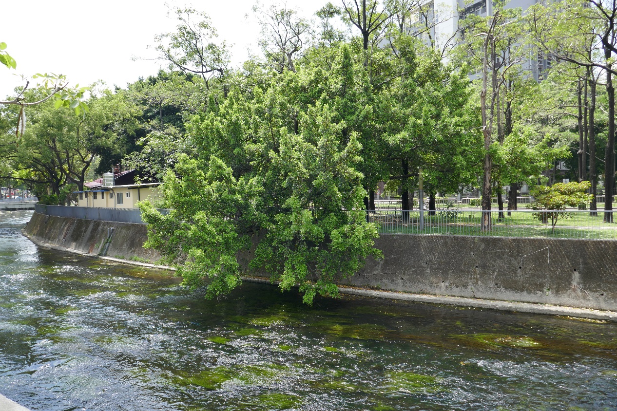 頂橋福德宮旁遮陰河道的大樹