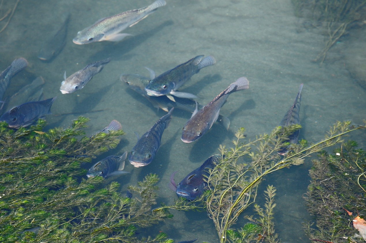 綠川與旱溪匯流後的吳郭魚