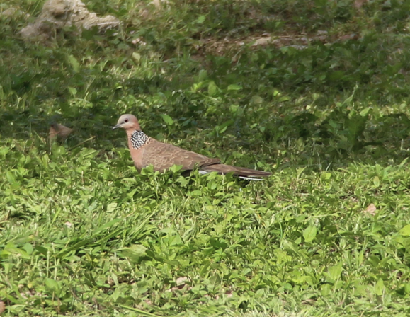 珠頸斑鳩