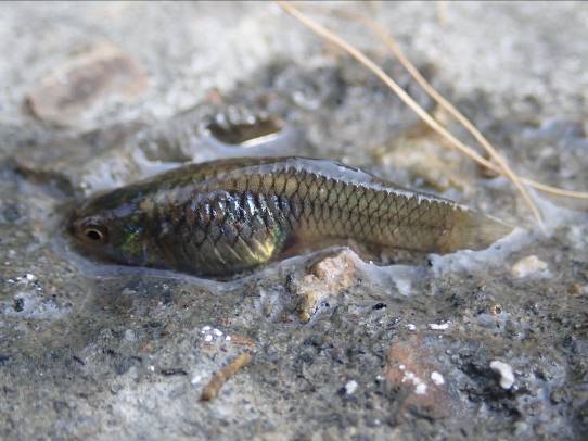 食蚊魚