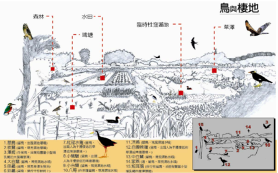 鳥種與其棲地之關係示意圖