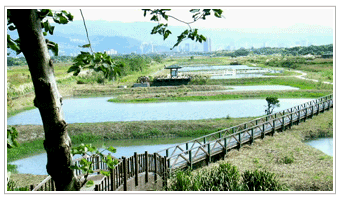 關渡人工濕地全景