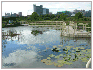 表面流濕地