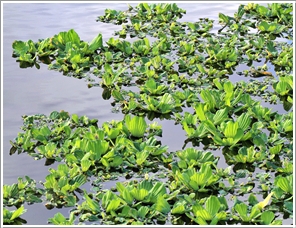 水芙蓉 