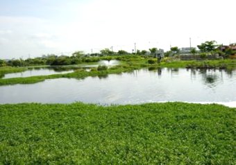 三疊溪明華濕地(圖三)