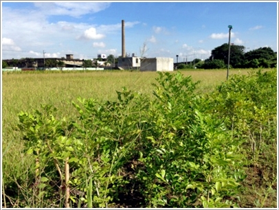 場址內植物