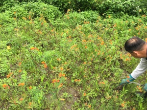 陸生植栽(馬利筋)