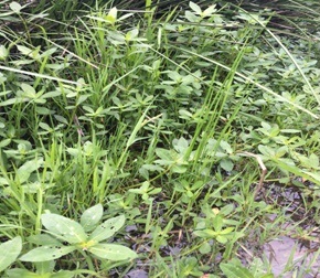 水生植物(桃園藺)