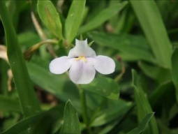 泥花草